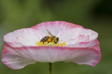 Bee in Poppy flower 