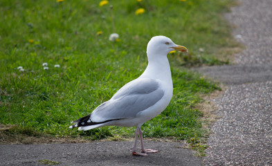 Walking seagull