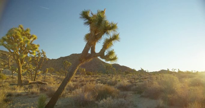 Joshua Tree National Park during sunrise time.