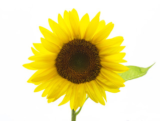 Sunflower isolated on white