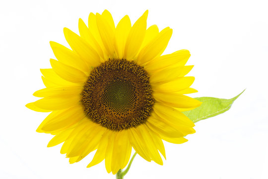 Sunflower isolated on white