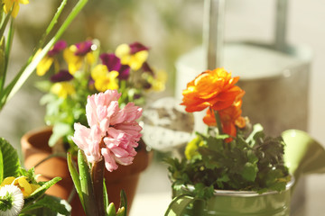Beautiful hyacinth on blurred background