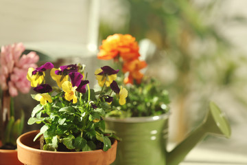 Beautiful pansies on blurred background