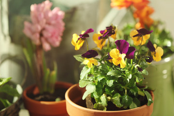 Beautiful pansies on blurred background