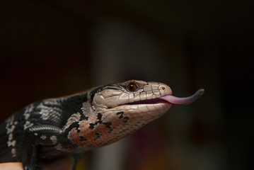 Tiliqua gigas gigas