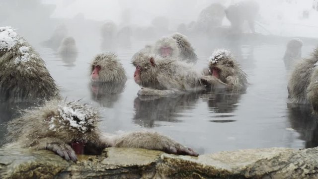 The Japanese Macaque (Snow) Monkeys enjoying a bath in the Onsen of Jigokudani Yaenkoen 