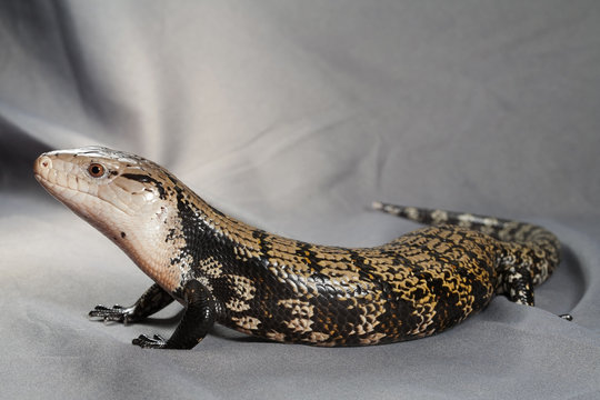 Tiliqua gigas gigas