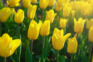 Fototapeta premium Tulip garden blooming in Spring with focus on one with bright purple petals