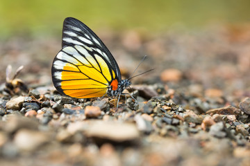 Fototapeta na wymiar Close-up of beautiful butterfly resting on the ground