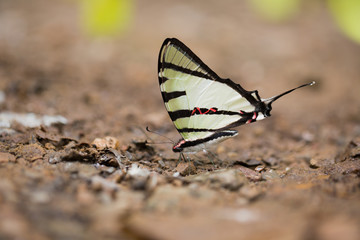 Close-up of beautiful butterfly resting on the ground