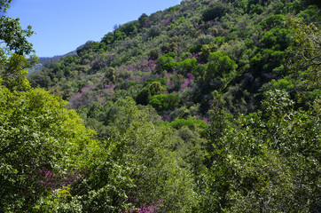 Sequoia spring mountain side