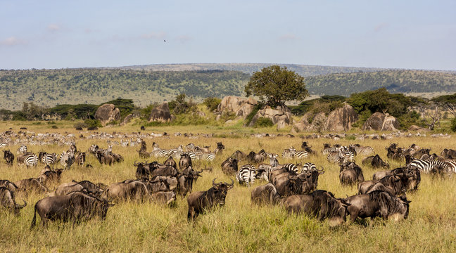 Fototapeta Savannah herbivores. Great migration  time in Tanzania,  Kenya.
