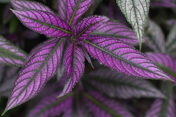 Persian Shield