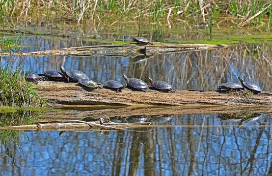 Many painted turtles sunnung on a log in a pond