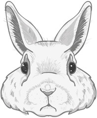 Cute Bunny