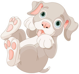 Cute puppy