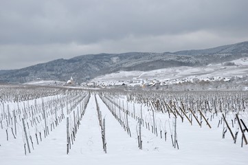 Snowy Vineyard