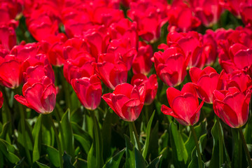 Tulips in the spring bloom