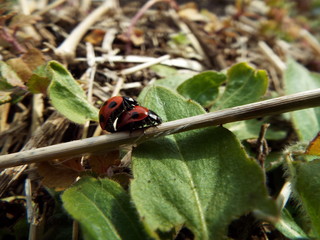 交尾中のナナホシテントウ couple of the ladybug