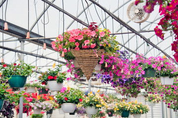 hanging flower baskets in greenhouse with irrigation tube