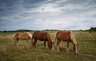 Obraz na płótnie Canvas Horses Grazing in a Field