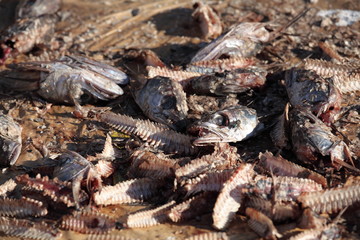 Death Fish Waste