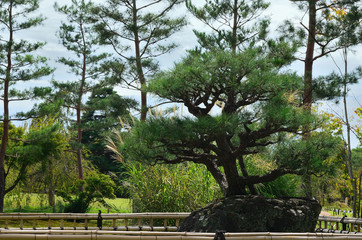 Fototapeta premium Japanese garden and pine trees, Kyoto Japan 日本庭園 