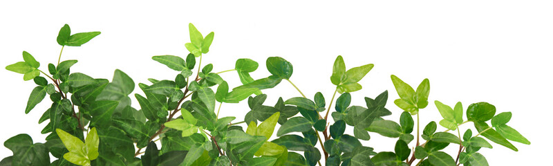 Efeu Blätter / Pflanze (Hedera helix) - Panorama - Hintergrund isoliert freigestellt weiss /...
