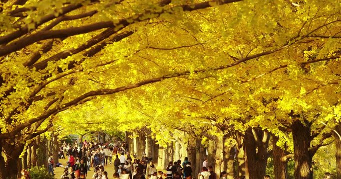 A Gingko Tree with Yellow Leaves in Autumn in the Park