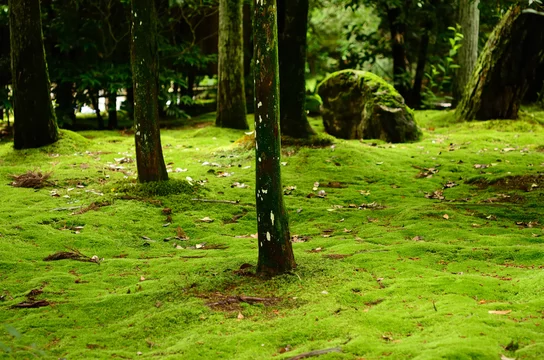 Old Japanese Garden Kyoto Japan 日本庭園 苔の庭 Stock Photo Adobe Stock Old Japanese Garden Kyoto Japan 日本庭園 苔の庭 Stock Photo Adobe Stock