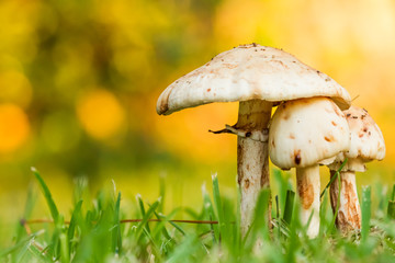 Mushrooms three is a crowd