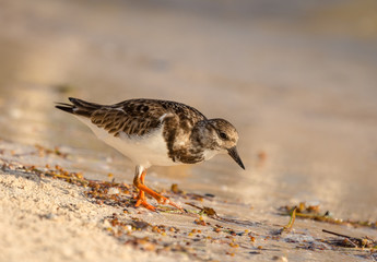 Ruddy Turnstone non-breeding adult shorebird forages for food on the beach in Yucatan.