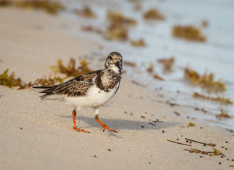 Ruddy Turnstone non-breeding adult shorebird forages for food on the beach in Yucatan.