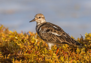 Ruddy Turnstone non-breeding adult shorebird forages for food on the beach in Yucatan.