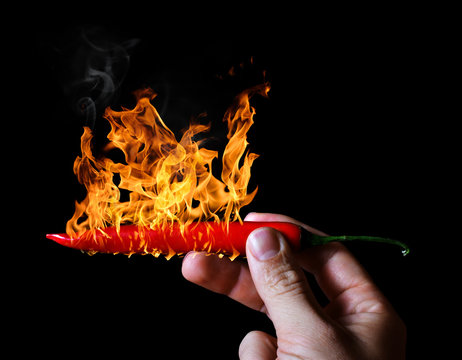 Hand holding burning red hot chili peppers on black background.