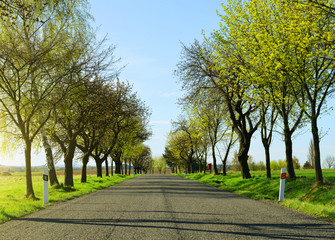 Asphalted road with trees in sunny spring day.