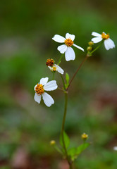 Fototapeta premium little_white