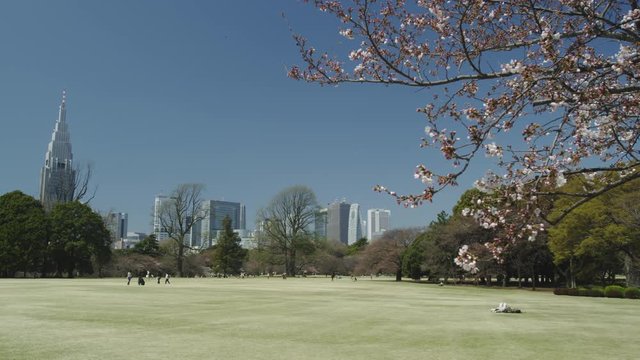 View of Skyline of Shinjuku with Cherry Blossom Trees