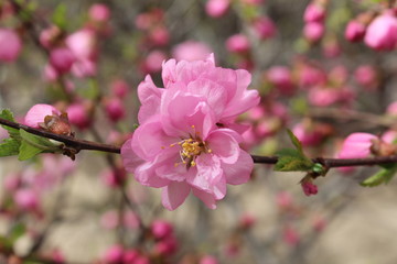 Obraz premium Flower Flowers Pink Bloom Blooms Blossom Blossoms Brown Twig Twigs Branches Branch Green Leaf Leaves Amdo Tibet Plateau China Qinghai Xining City Park Parks Nature