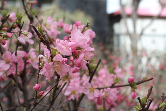 flower flowers blossom blossoms pink tree trees branches branch brown green leaves leaf china qinghai xining amdo tibet tibetan asia asian spring