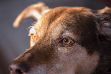 Closeup of a brown dog's eye
