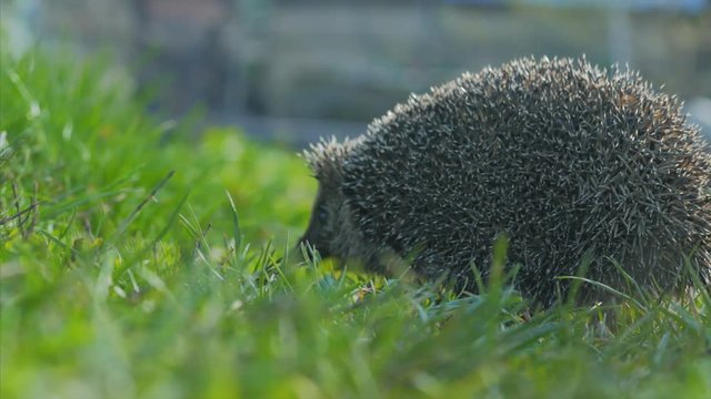 Sweet hedgehog in nature background. Natural light. Close up view. 4k