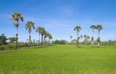 Betel palm tree on green field background