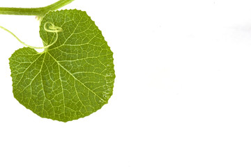 Fototapeta na wymiar Green leaf of melon isolated on white background. 