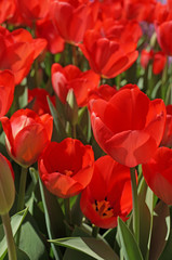 Fototapeta premium Beautiful tulips bloom in the spring in city parks and squares