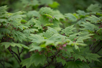 Leaves in front and blurry background 