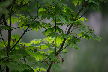 Fototapeta premium Leaves in front and blurry background 