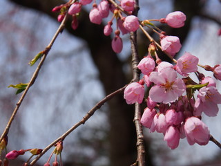 角館　武家屋敷　桜　青空
