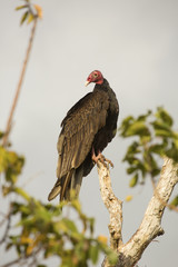 Turkey vulture perched in a tree in the Florida Everglades.