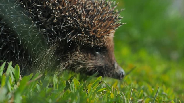 Sweet hedgehog in nature background. Natural light. Close up view. 4k